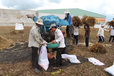 Mưa liên tiếp những ngày qua cũng ảnh hưởng đến năng xuất thu hoạch đậu nành của người dân.