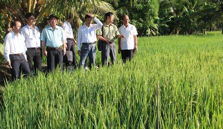 Đồng chí Trương Văn Sáu (bìa phải) cùng các thành viên trong đoàn đến tham quan mô hình trồng lúa hữu cơ tại ấp 9, xã Tường Lộc. 