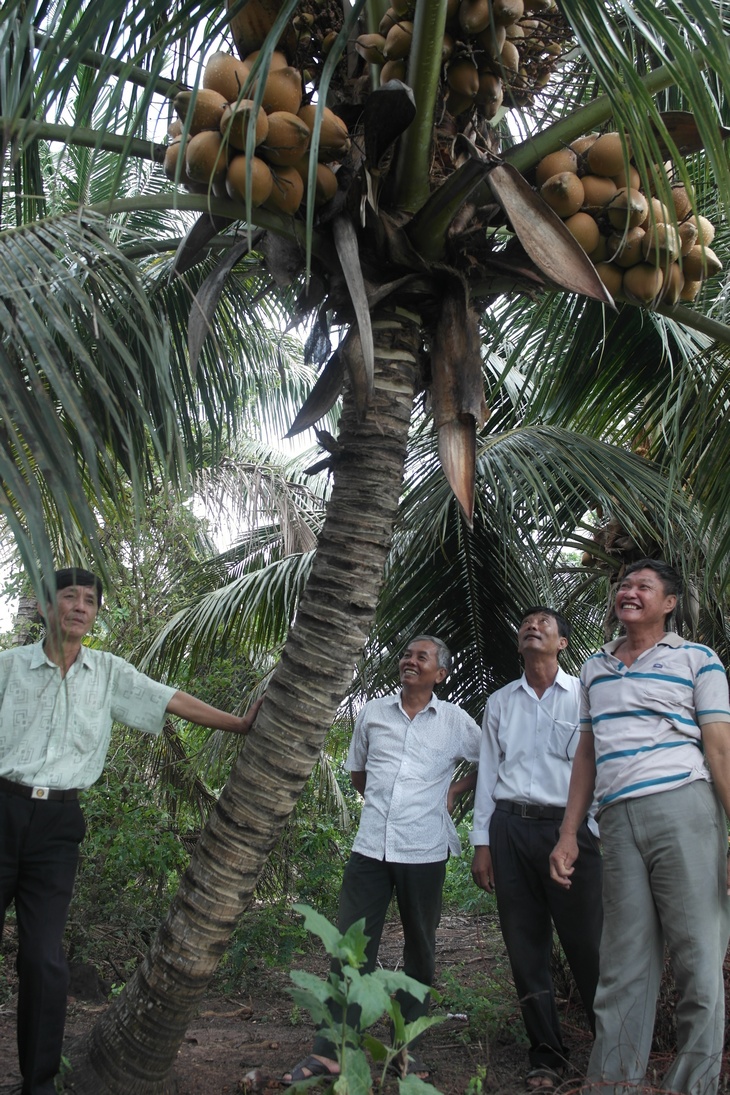 Nhiều người đếm tham quan vườn dừa của ông Tám Quyền.