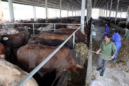 Một góc trang trại chăn nuôi bò của Công ty thuộc Dự án chăn nuôi bò thịt chất lượng cao ở Nình Bình. (Ảnh: Đình Huệ/TTXVN)