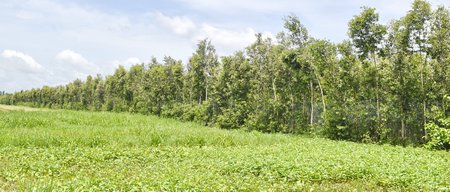  Ở ấp Vĩnh Sơn, xã Hựu Thành nhiều vườn cam lấn dần ruộng lúa.