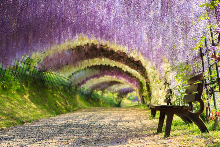 Kawachi Fuji Garden ở Fukuoka. Đường hầm hoa tử đằng với 150 cây gồm hơn 20 loài khác nhau nở rộ vào cuối tháng 4, khiến cho khung cảnh nơi đây như một chốn bồng lai trên mặt đất.