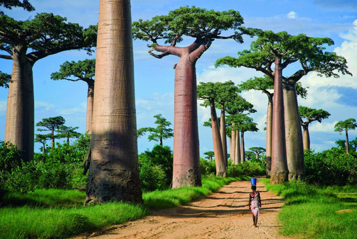 Rừng cây Baobabs, Madagascar khiến du khách ngỡ như lạc vào một hành tinh khác chứ không phải trên trái đất này.