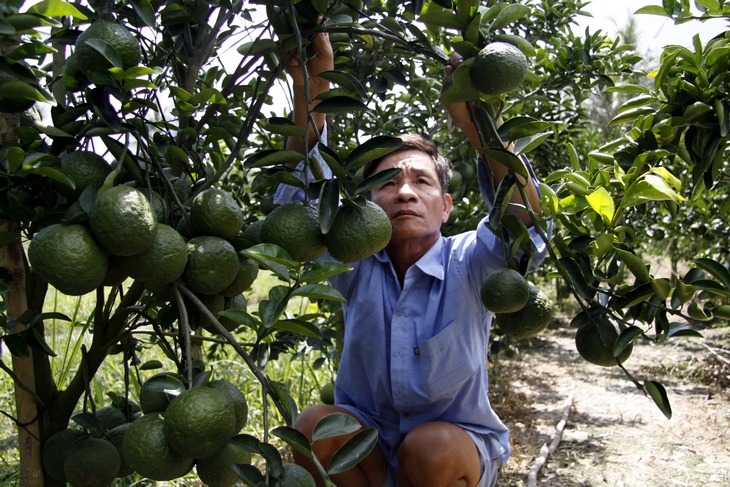Ông Hai Sang giới thiệu vườn cam của em trai ông- ông Huỳnh Văn Lẫm- cũng cho năng suất không kém cam của ông.