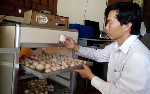 Anh Phúc đầu tư 4 tủ ấp trứng nhân tạo bằng lò ấp điện với tỷ lệ nở thành công từ 60-70%.