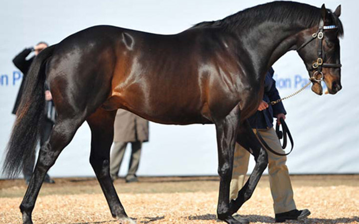 Totilas là tên của chú ngựa được bán đấu giá 21 triệu USD