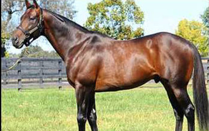 Chú ngựa Snaafi Danceris được bán ở Dubai với giá 10,2 triệu USD