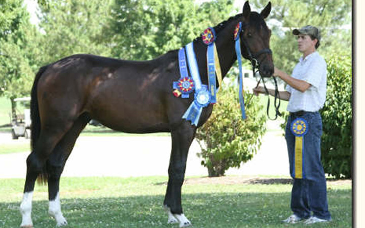 Chú ngựa Flavius có giá 9,2 triệu USD