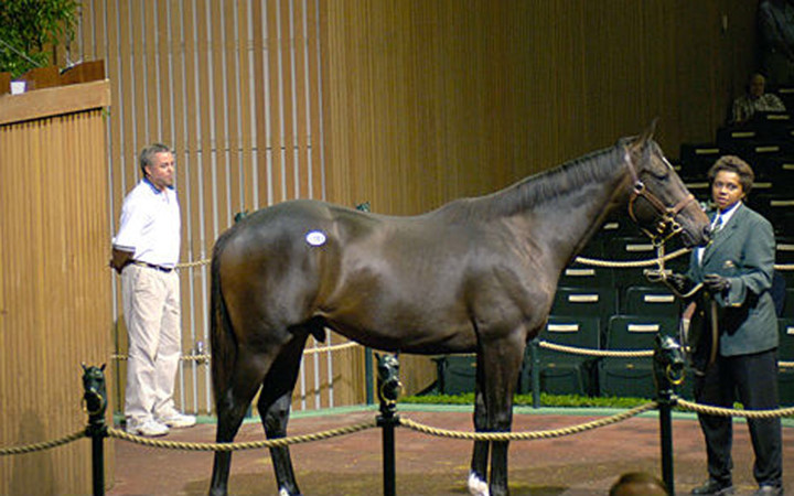 Jalil là chú ngựa xó xuất xứ từ Kentucky, được bán năm 2006 với giá 9,7 triệu USD