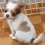Ngắm những chú chó có bộ lông đặc biệt nhất thế giới