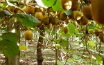 Ngắm những cây kiwi sai trĩu quả giúp nông dân 