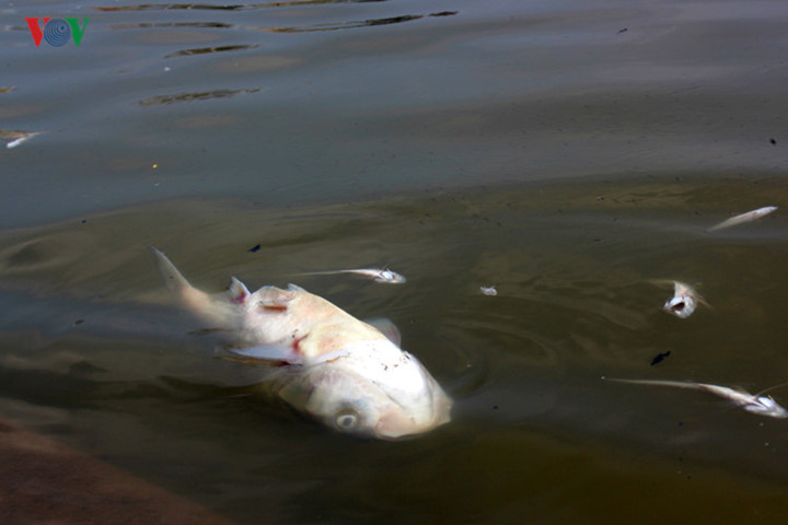 Hiện tượng lạ ở Hồ Tây bắt đầu từ ngày 1/10. Trong ngày, người dân phản ánh cá nổi lên mặt hồ đớp không khí nhiều bất thường, lác đác có xác cá chết.