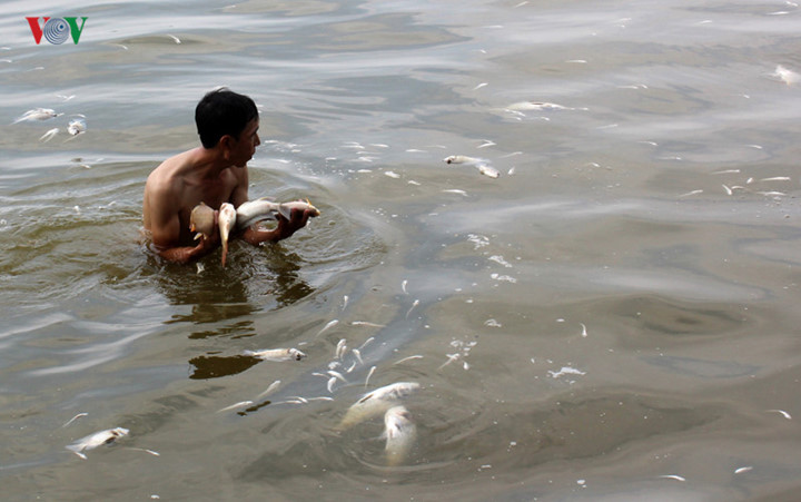 Cũng theo dân cư ven hồ phản ánh, người dân tranh thủ mang cá về sử dụng không ít. Nhưng sau khi có khuyến cáo của TP Hà Nội, không còn cảnh tượng trên.