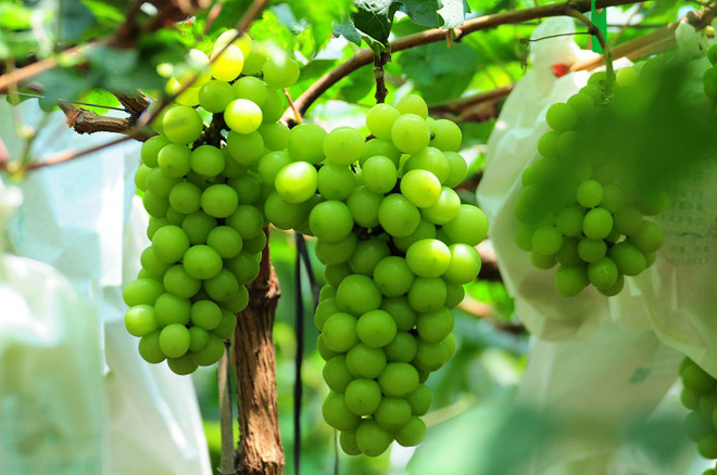 Shine Muscat có xuất xứ chủ yếu từ vùng Okayama, Nhật Bản – một nơi rất nổi tiếng với các loại cây ăn trái như nho, lê, đào…