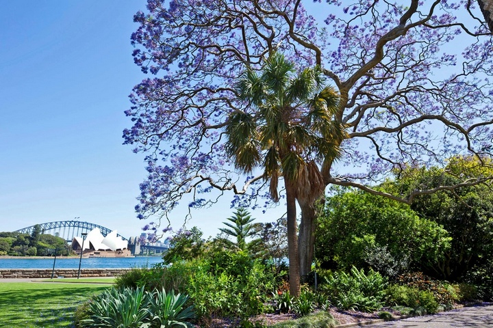 Hoa jacaranda tại Vườn thực vật Hoàng gia Sydney. (Nguồn: Destination NSW)