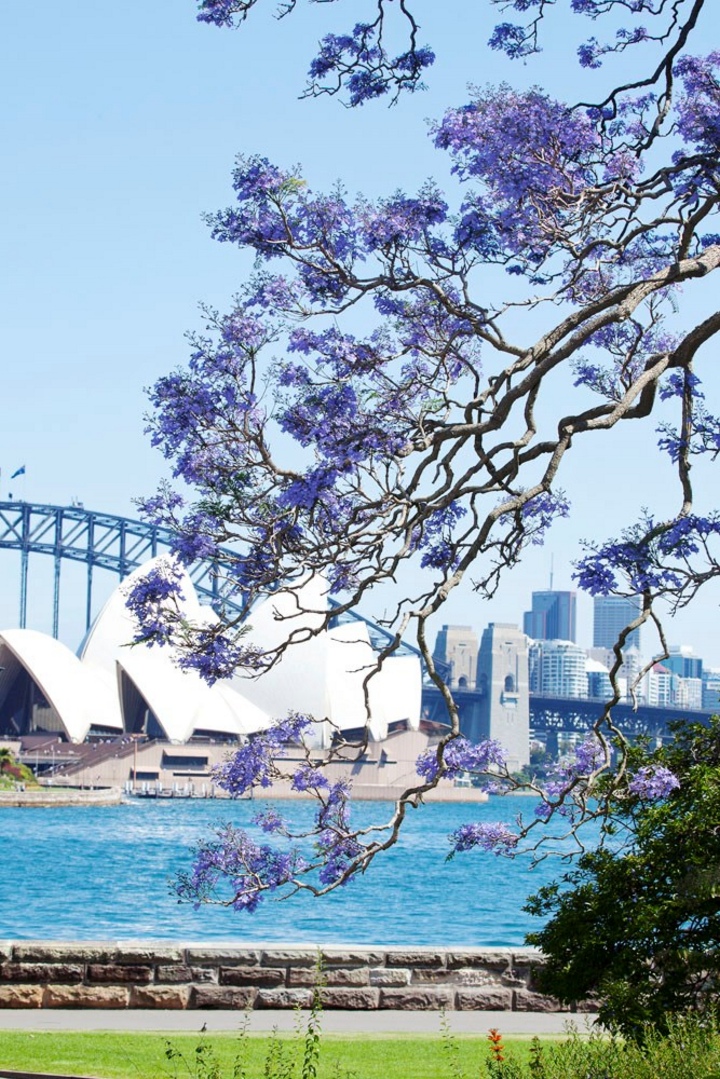 Hoa jacaranda tại Vườn thực vật Hoàng gia Sydney. (Nguồn: Destination NSW)