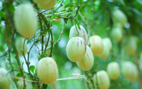 Gần đây giống dưa pepino hay còn gọi là dưa hấu Nam Mỹ được khá nhiều khách ưa chuộng