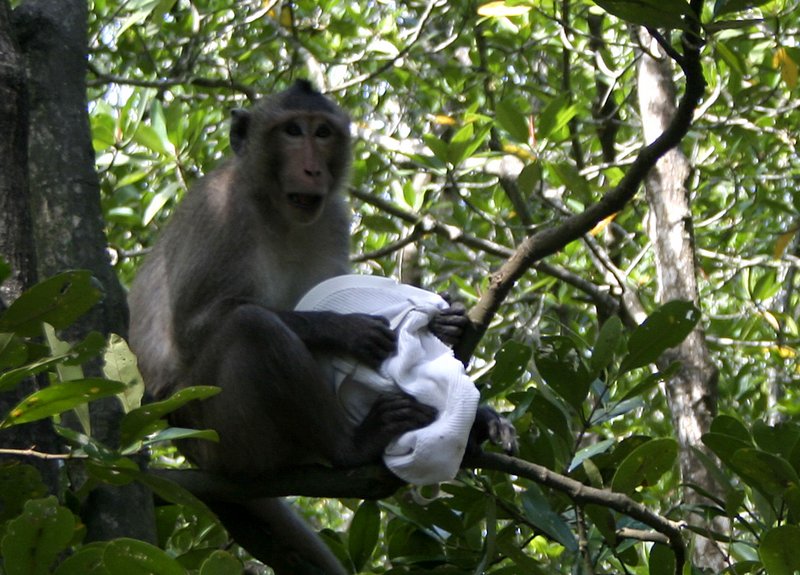 Một chú khỉ chộp cái áo của du khách, leo lên cây ngồi tỉnh bơ khi bảo vệ đến quăng đồ ăn lên chúng mới trả lại đồ.