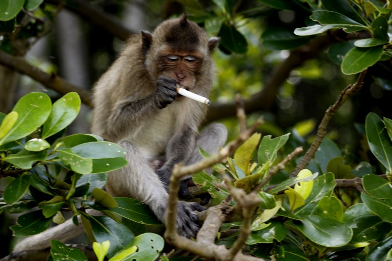 Một chú khỉ giật lấy điếu thuốc lá của du khách, rồi thản nhiên ngồi 