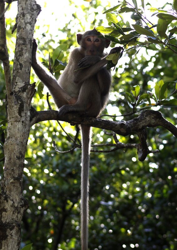 Một chú khỉ có cách ngồi 