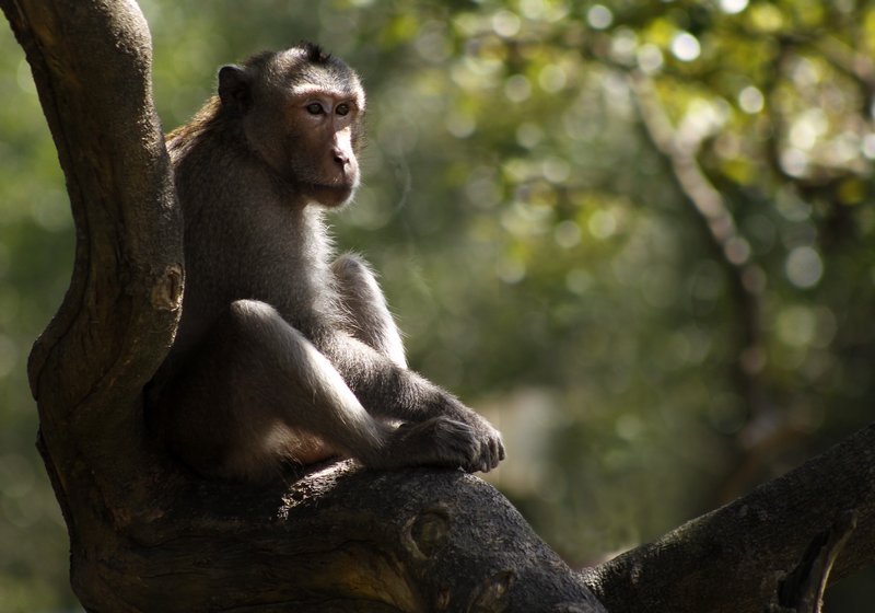  Con khỉ có cơ thể to lớn ngồi chiễm chệ như ngự trị trên ngai.