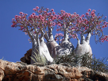 Ẩn mình trong làn nước trong xanh của Ấn Độ Dương là Socotra, một hòn đảo nhỏ ngoài khơi Yemen. Với cảnh quan thiên nhiên độc đáo, Socotra được ví như một hành tinh khác trên trái đất.