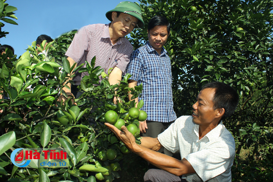 Lãnh đạo tỉnh thăm mô hình trồng cam của gia đình anh Trần Quốc Viện (ở thôn Tân Hưng, xã Đức Lĩnh, huyện Vũ Quang) có quy mô 10 ha, doanh thu trên 1 tỷ đồng năm