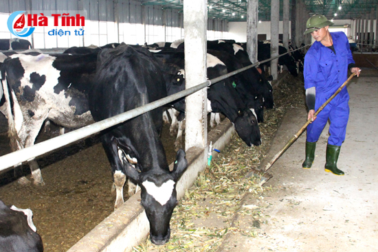 Mô hình chăn nuôi bò sữa ở xã Đức Dũng (Đức Thọ) thuộc Công ty TNHH Khánh Giang được xây dựng trên diện tích 27 ha, quy mô chăn nuôi 500 con bò sữa