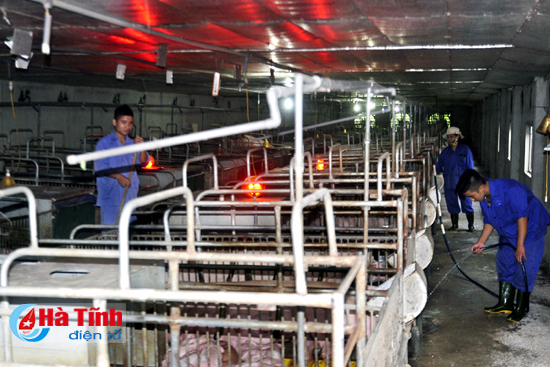 Trang trại chăn nuôi lợn nái quy mô 500 con của ông Lê Xuân Bính, xã Sơn Trà (Hương Sơn) tạo công ăn việc làm cho 10 lao động, doanh thu 2 tỉ đồng/năm.