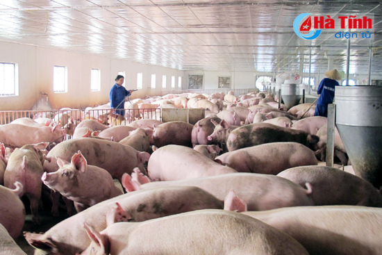 Mô hình chăn nuôi lợn liên kết với doanh nghiệp, quy mô 6.000 con/lứa của ông Trần Nghệ Tịnh ở xã Cẩm Thăng (Cẩm Xuyên), doanh thu hơn 40 tỷ đồng/năm