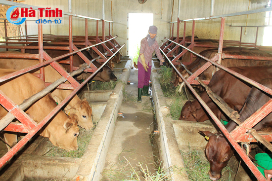Mô hình chăn nuôi bò thịt liên kết với Tổng Công ty KS&TM Hà Tĩnh của chị Nguyễn Thị Lý ở xã Trường Lộc (Can Lộc) quy mô 30 con.