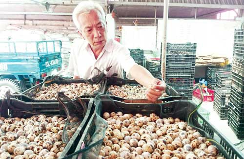 Trứng cút đóng lon xuất khẩu của ông Nguyễn Hồ có giá cao hơn thị trường trong nước 20%.