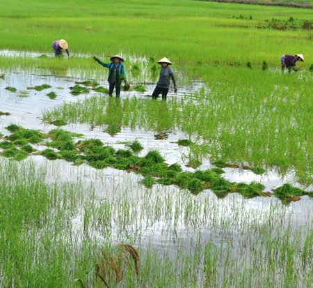 Sản xuất lúa Đông Xuân dự báo sẽ tăng thêm nhiều chi phí.