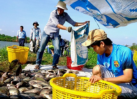 Nhiều tỉnh, thành vùng ĐBSCL đã và đang triển khai xây dựng mối liên kết giữa nông dân với doanh nghiệp, giữa doanh nghiệp với nhà khoa học. Trong ảnh: Thu hoạch cá tại xã Thới Hưng, huyện Cờ Đỏ.
