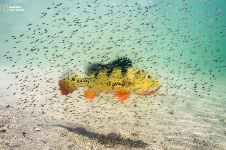 Một con cá hoàng đế cái đang bơi cùng đàn con ở vùng nước ấm Miami (Florida, Mỹ). Cá mẹ sẽ bảo vệ đàn con đến khi chúng đủ lớn để tự kiếm ăn. (Nguồn: businessinsider.com)