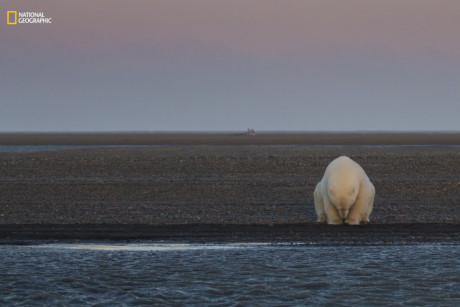 Chú gấu trắng đơn độc đứng bên bờ đảo Barter (Alaska). Do ảnh hưởng của biến đổi khí hậu nên chưa có tuyết rơi. Điều này ảnh hưởng tới số lượng cá thể gấu trắng khi chúng không thể kiếm ăn vào những tháng mùa Đông. (Nguồn: businessinsider.com)