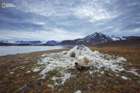 Đây là tất cả những phần còn lại của một chú gấu bắc cực ở miền bắc đảo Svabard, Na Uy. Chúng ta không biết rõ nguyên nhân nó chết nhưng cảnh tượng này được phát hiện ngày càng nhiều. Đây là một trong những ảnh hưởng của tình trạng nóng lên toàn cầu và băng tan. (Nguồn: businessinsider.com)
