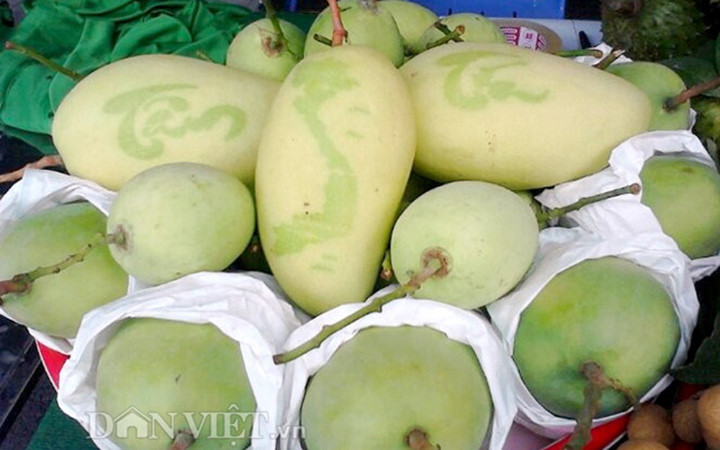 Một nhóm nhà vườn miền Tây đã hô biến trái xoài bình thường thành xoài bao chữ nổi tiếng với giá 300.000 đồng/quả