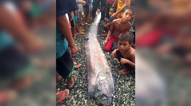 Con cá oarfish xuất hiện ở Cagayan de Oro. (Nguồn: Facebook)