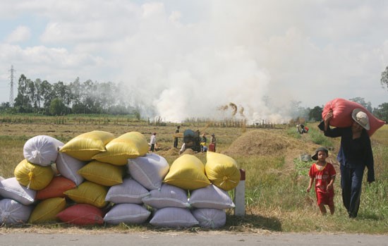 Nông dân ĐBSCL thu hoạch lúa.