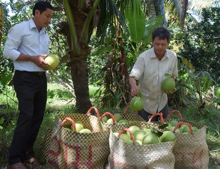 Tham gia THT sản xuất và tiêu thụ, nhà vườn ở xã Thanh Bình (Vũng Liêm) có lợi hơn.