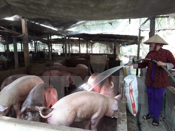 Giá lợn hơi trên địa bàn tại Cần Thơ giảm sâu chỉ còn từ 27.000-28.000 đ/kg, làm người chăn nuôi lợn tại Cần Thơ bị lỗ trên dưới 1 triệu đồng/100kg. (Ảnh: Ngọc Thiện/TTXVN)