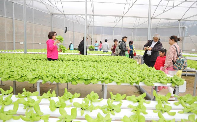 Nhiều trang trại rau sạch tại Đà Lạt trở thành điểm tham quan được nhiều du khách ưa thích (Ảnh: Tuổi trẻ)