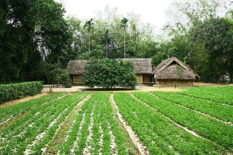 Mái nhà tranh đơn sơ, cùng vườn cây xanh và lũy tre - một hình ảnh đẹp điển hình của làng quê Việt Nam.