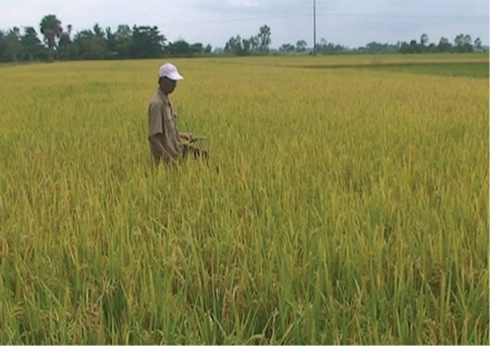 Nông dân xã Thuận An chăm sóc lúa mô hình CĐML.