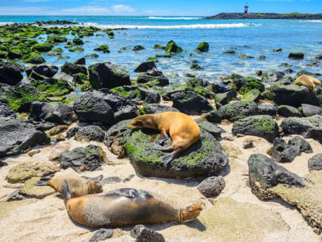 Quần đảo Galapagos, Ecuado: Hòn đảo của những chú sư tử biển.