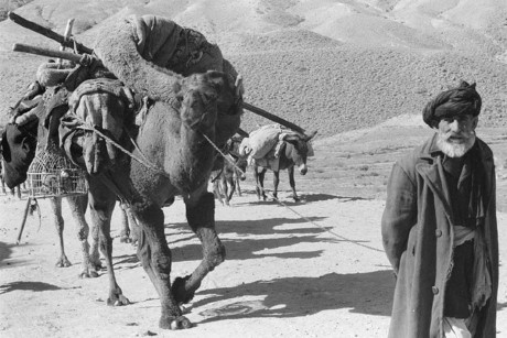 Người đàn ông Afghanistan này đang dẫn theo những chú lạc đà chở đầy đồ, đi qua một khu vực khô cằn. Bức ảnh chụp vào tháng 11/1959.