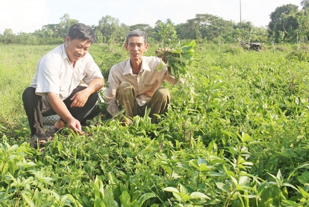 Nhờ trồng ngò gai xen canh trong vườn bưởi giúp ông Ngô Văn Hai (phải) nâng cao thu nhập trên cùng diện tích canh tác.