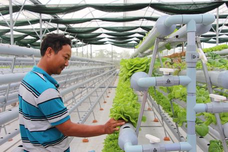 Vườn rau sạch trồng bằng phương pháp thủy canh của anh Khôi đang được thị trường đón nhận tích cực.Ảnh: Thảo Ly
