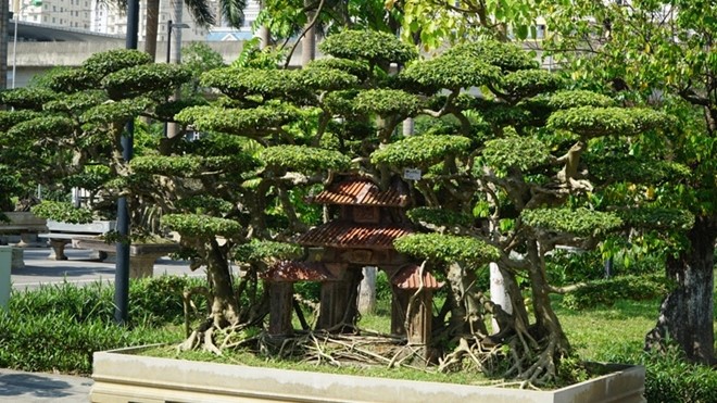 Siêu cây sanh “Phố cổ Hà Nội” của ông Nguyễn Văn Ngọ (65 tuổi,Thạch Thất, Hà Nội) từng gây xôn xao dư luận nhờ hình dáng lạ mắt, cổ kính. Cách đây hai năm, cây từng được định giá lên tới 1 tỷ đồng.